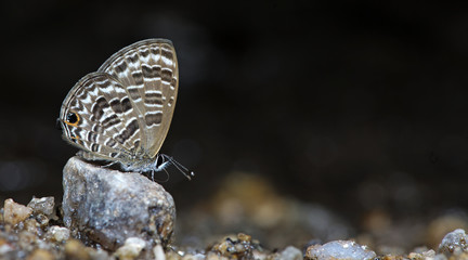 Butterfly, Butterflies feed on the rocks, Barred Lineblue ( Prosotas aluta )