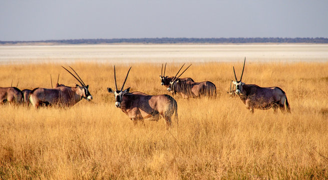 Namibia - Oryx im Etoscha Nationalpark