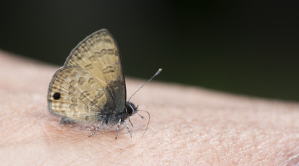 Butterfly, Butterflies feed on the legs, Dark-based Lineblue ( Prosotas gracilis )