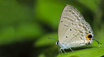 Butterfly, Butterflies feed on green leaf, Silver Forget-Me-Not ( Catochrysops panormus )