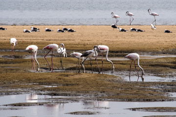 Namibia - Flamingos in der Walfischbucht (Walvis Bay)