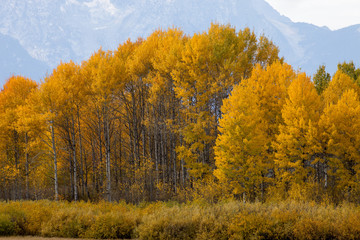 Fototapeta premium Vibrant Yellow