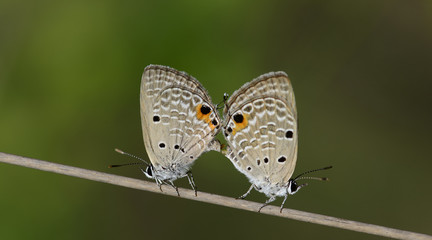 Butterfly, Butterflies pair on twig, Plain Cupid ( Chilades pandava )