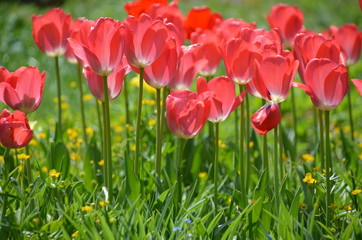 Fototapeta premium Rote Tulpen