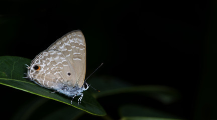 Butterfly, Butterflies feed on green leaf, Point Ciliate Blue ( Anthene lycaenina )