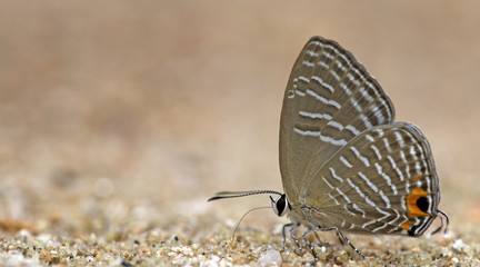 Butterfly, Butterflies feed on the gravel, Metalic Cerulean ( Jamides alecto )