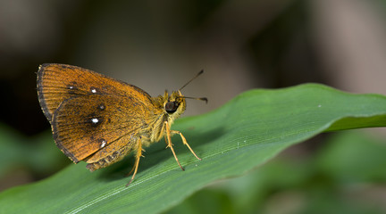 Common Chestnut Bob ( Lambrix salsala )
