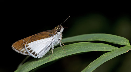 Butterfly, Butterflies feed on green leaf, Common Wight ( Iton semamora semamora )