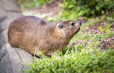 South African Rock Dassie