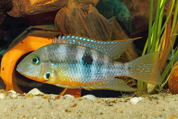 Yellow Fire Mouth (Thorichthys affinis) - male