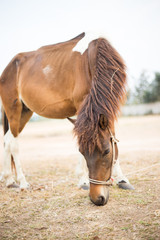 Obraz premium Horse in the field