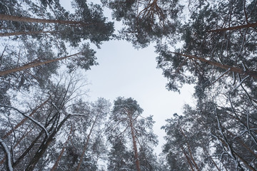 pine trees covered with snow, view from below