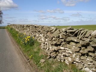 Dry stone wall and daffodils on country road