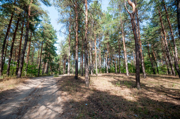 Fototapeta premium Pine view in summer forest