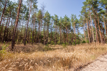 Pine view in summer forest