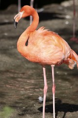 Fototapeta na wymiar orange flamingo