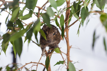 rodent on branch, background of wild nature