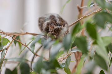 rodent on branch, background of wild nature