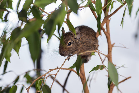 rodent on branch, background of wild nature