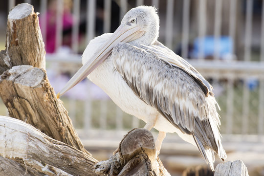 white pelican in lake 