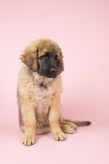 Leonberger puppy on pink