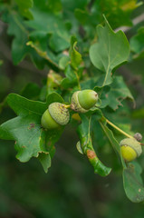 Obraz premium The ripening of the nut, green leaves
