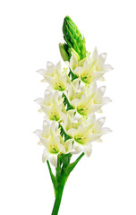 Beautiful white lily isolated on white background