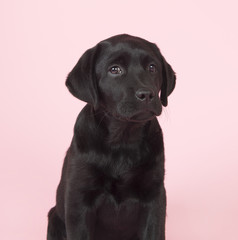 Chocolate Labrador puppy on pink background