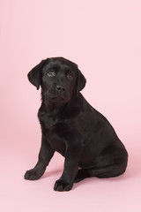 Chocolate Labrador puppy on pink background © Ivonne Wierink
