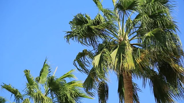 Green palms in Hashemite Kingdom of Jordan. Palms on blue background
