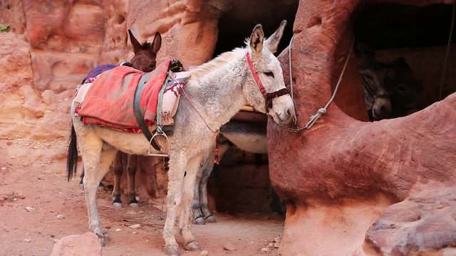 Donkey in ancient city of Petra, originally known to Nabataeans as Raqmu - historical and archaeological city in Hashemite Kingdom of Jordan