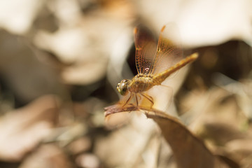 Close up image of brown dragonfly on dried leaf background