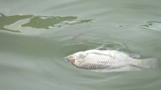 4k fish dead killed from polluted water in lake pond-Dan