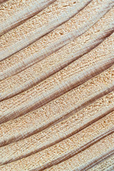 Baumscheibe - Jahresringe