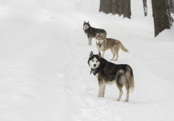 Fototapeta na wymiar beautiful animal husky dog in snowy winter heterochromia