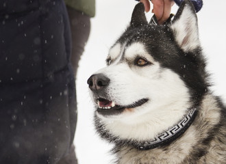 beautiful animal husky dog in snowy winter heterochromia