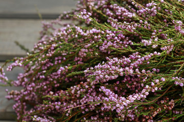 Obraz premium Heather (Calluna vulgaris)