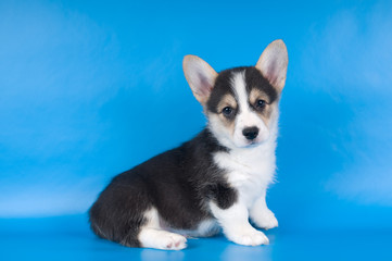 Pembroke Welsh Corgi puppy