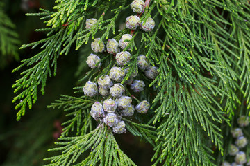 Thuja occidentalis (white cedar) branch
