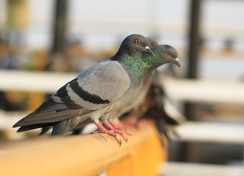 Row of pigeons on yellow metal bar