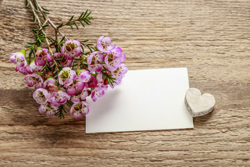 Blank paper card and bunch of chamelaucium flowers (waxflower) o