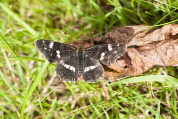 Second brood Map butterfly, Araschnia levana