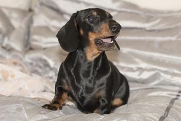 Black and tan smooth-haired Miniature Dachshund puppy