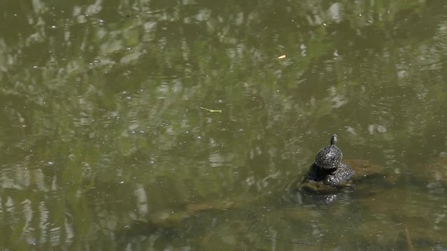 Red-eared slider turtle, Trachemys scripta elegans have to sunbathe regularly to regulate his temperature, the lake at the Daan Forest Park in Taipei, capital of Taiwan-Dan