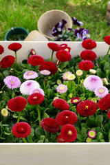 Wooden box with red daisies and violet pansies in the garden.