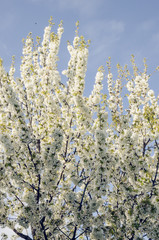 blossoming cherry tree