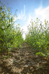 green yellow rapeseed field