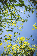 yellow rapeseed flowers