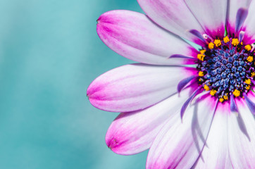 Fototapeta premium pink gerbera flower