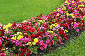 Flower bed with red, pink and yellow mixed flowers.